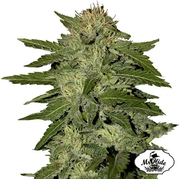 White Widow Auto Mr Hide