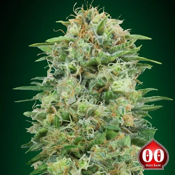 White Widow CBD
