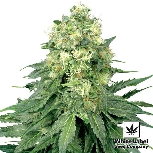 White Widow regular