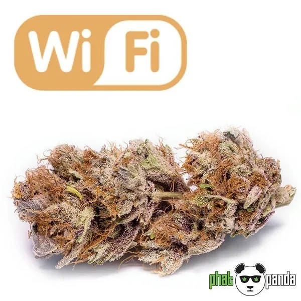 Wi Fi