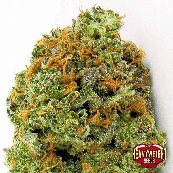 Wipeout Express Auto