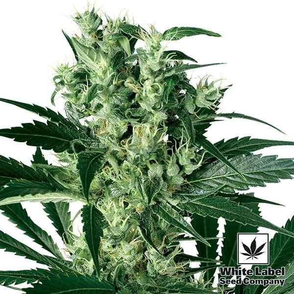 X-Haze