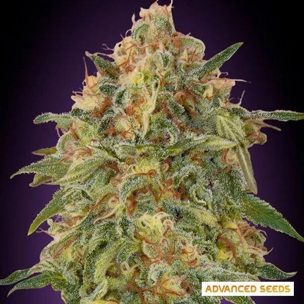 Zkittlez
