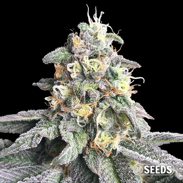 Zkittlez Regular
